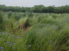 -盘龙城国家考古遗址公园