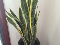 -龙大花卉苗木市场