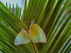 -北京国际鲜花港