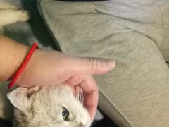 -李小姐の猫咖啡馆(五角场店)