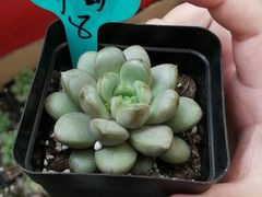 -龙大花卉苗木市场