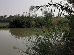 -大湾区中央湿地公园