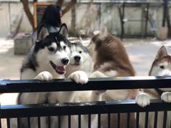 -TrueLove @ Neverland (Husky Cafe)