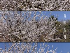 -北京西山国家森林公园