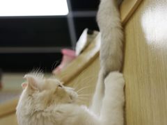 -猫和宫(六道口店)