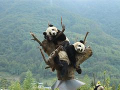 -卧龙中华大熊猫苑神树坪基地