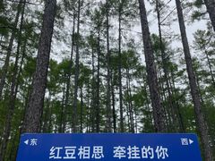 -莫尔道嘎国家森林公园