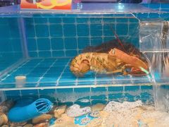 -渔纬港海鲜自助餐厅(湖里万达店)