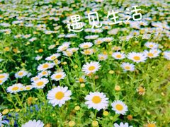 -北京国际鲜花港