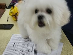 -天宠宠物医院24小时·急重症诊疗中心·全科·腔镜特色(和平分院)