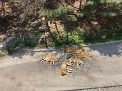 -大连森林动物园