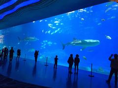 -烟台海昌鲸鲨海洋公园