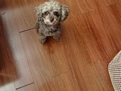 -宠物星动物医院·眼科·异宠·猫科(江南大道总院)