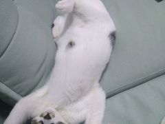-瑞鹏宠物医院·夜间急症·心超·猫科(祖庙分店)