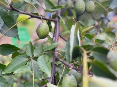 -江西阳明山国家森林公园