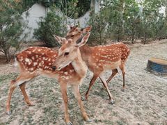 -野鸭湖国家湿地公园