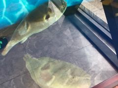 -肆月河豚·新淮扬(金融街店)