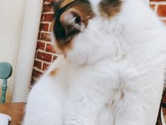 -猫小院猫主题餐厅(南锣旗舰店)