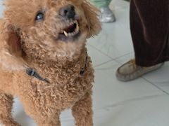 -艾吉宠物医院·疑难杂症转诊中心·猫友好(碧江路院)