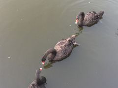 -长白岛森林公园