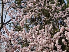 -桃花堤公园