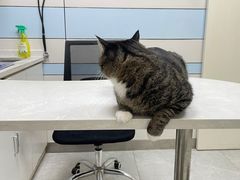 -中农国际动物医院24小时·猫科·骨科·急重症中心