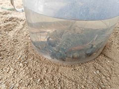 -DGE季风钓虾营地·团建·聚会