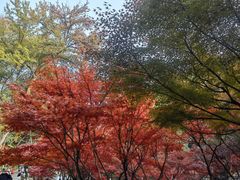 -岳麓山风景名胜区