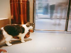 -飞行喵MR PILOT|猫舍·猫咖(静安大融城店)
