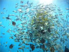 -瑞德姆美人鱼海底演艺主题餐厅(亚龙湾店)