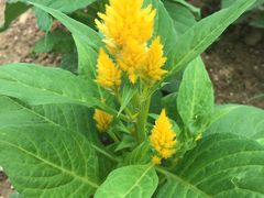 -松山湖梦幻百花洲