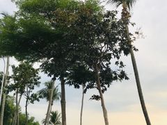 -巴拉湾海滩