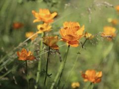 -小五台金河景区