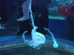 -顺德南宏海立方海洋公园