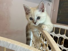 -猫咪派对(江南西店)
