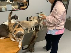 -Cappucimeow猫咪咖啡馆(韦伯时代店)