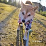 【太阳宫安馨花园】不用去郊区也有大草地