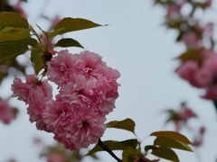 -高东镇樱花园