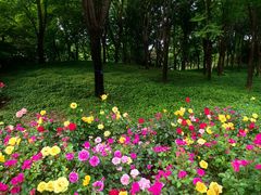 -大望京公园