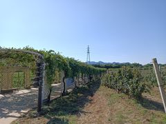 -北京张裕爱斐堡酒庄