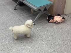 -四月宠物医院·猫专科·心脏专科·内科(转塘店)