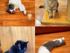 -喵园·猫主题咖啡厅·撸猫·猫咖(国贸店)