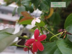 -陈李济中药博物馆