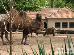 -阿提斯皇家动物园