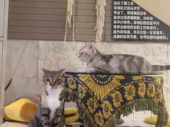 -平行世界·猫咖(首经贸店)