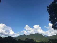 -大树秋千