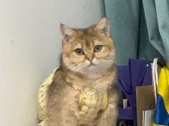 -谐和益家动物医院·免疫绝育·血液透析·宠保定点医院(高新伊藤分院)