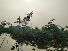 -同銮特种养殖场·龙虾垂钓