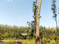 -合肥滨湖国家森林公园