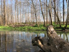 -桤木河湿地公园